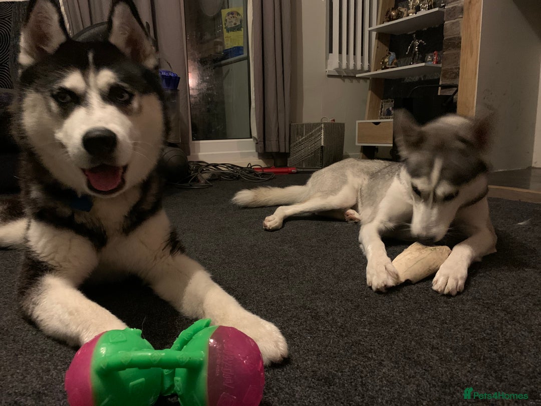 Siberian Husky dogs for sale: Siberian husky puppy’s for sale  - Image 2