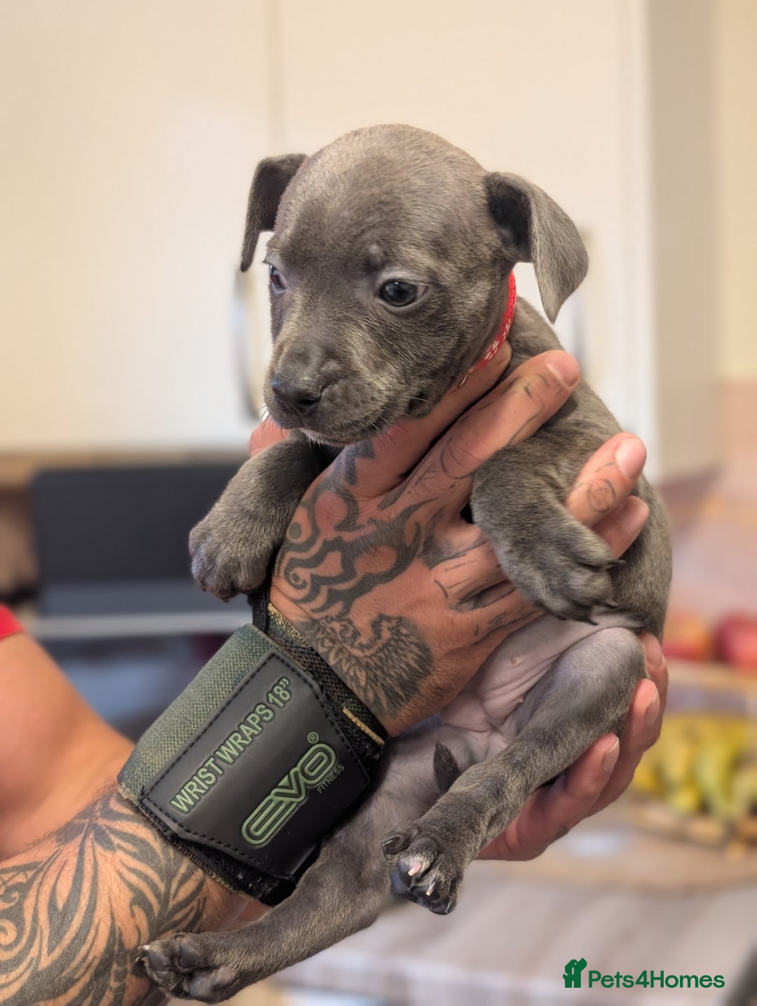 Staffordshire Bull Terrier dogs for sale: Blue/blue&white staffs - Image 23