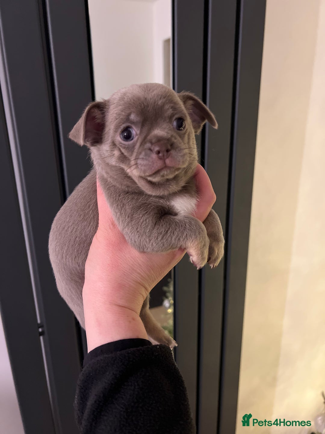 Chihuahua dogs for sale: Kc registered lilac chihuahua girl - Advert 8