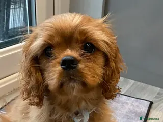 Cavalier King Charles Spaniel dogs Cavalier King Charles spaniel puppies - Advert 11