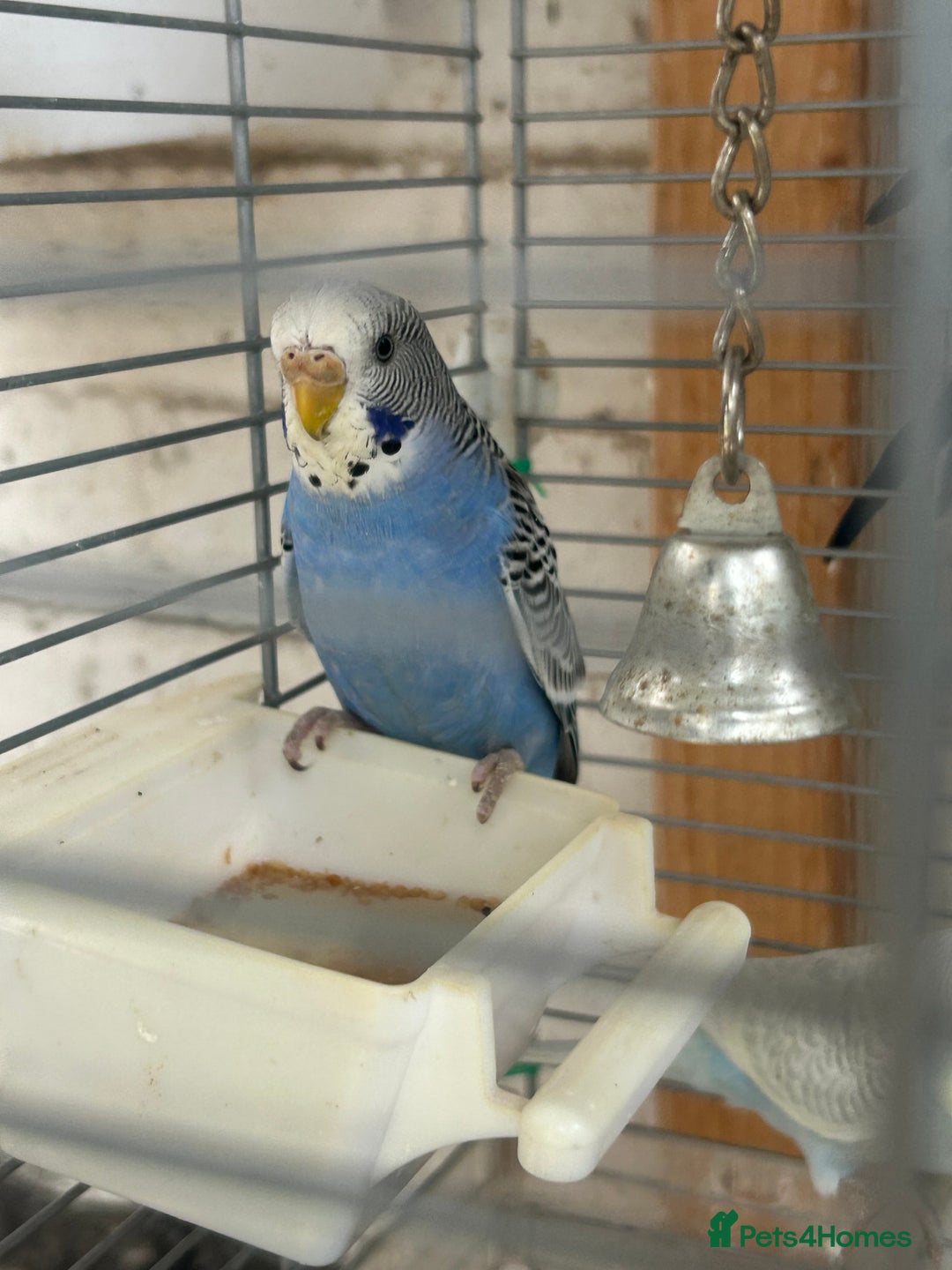 Budgerigars birds for sale: Budgies need gone  - Image 5