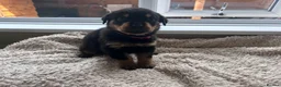 Rottweiler dogs for sale: Beautiful Rottweiler Pups  - Advert 25