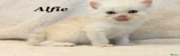 Persian cats for sale: Six absolutely stunning Persian Kittens - Advert 12