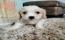 Cavachon dogs for sale: Cavachon Puppies - Image 9