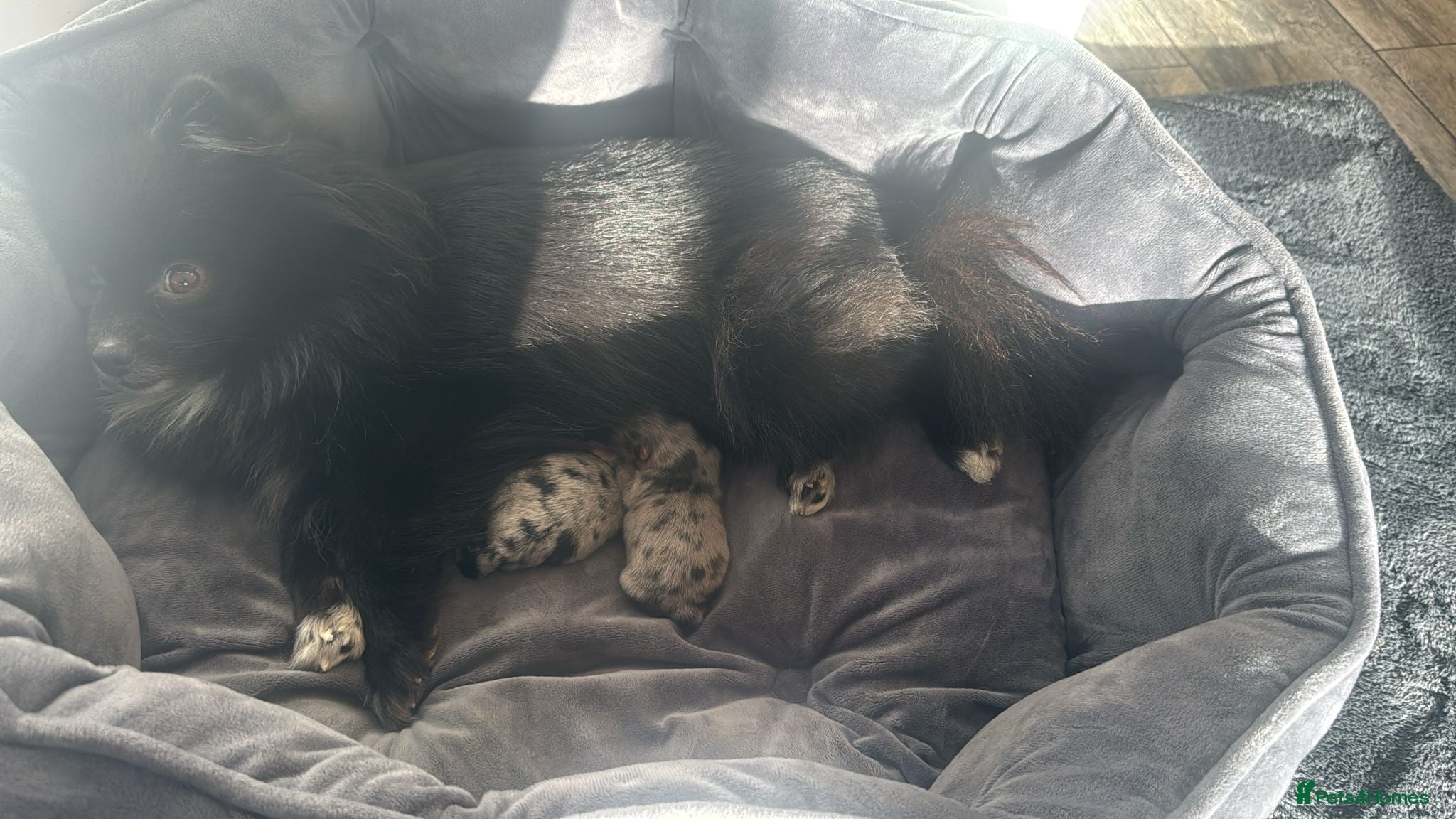 Pomeranian dogs 2 beautiful boy merle Poms  - Advert 1