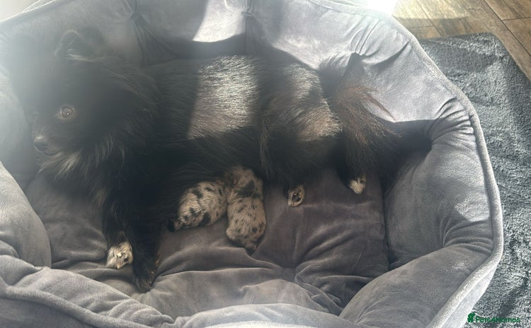 Pomeranian dogs - Advert 15