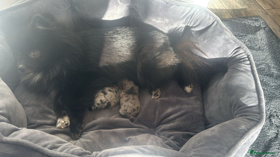 Pomeranian dogs for sale: 2 beautiful boy merle Poms  - Advert 1