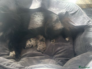 Pomeranian dogs 2 beautiful boy merle Poms - Advert 2