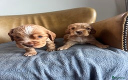 Cocker Spaniel dogs for sale: 🐾Gorgeous Cocker Spaniel Puppies 🐶🐾 - Image 13