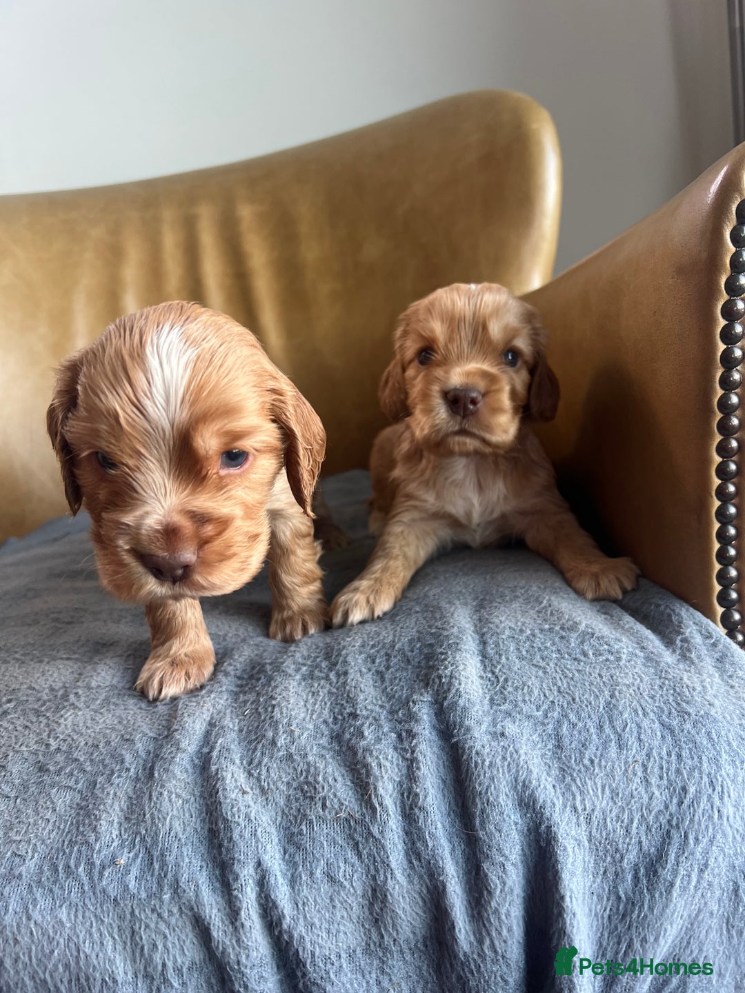 Cocker Spaniel dogs for sale: 🐾Gorgeous Cocker Spaniel Puppies 🐶🐾 - Image 13