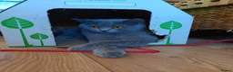 British Shorthair cats for sale: Blue British shorthairs kittens with GCCFpedigree in Taunton - Advert 17
