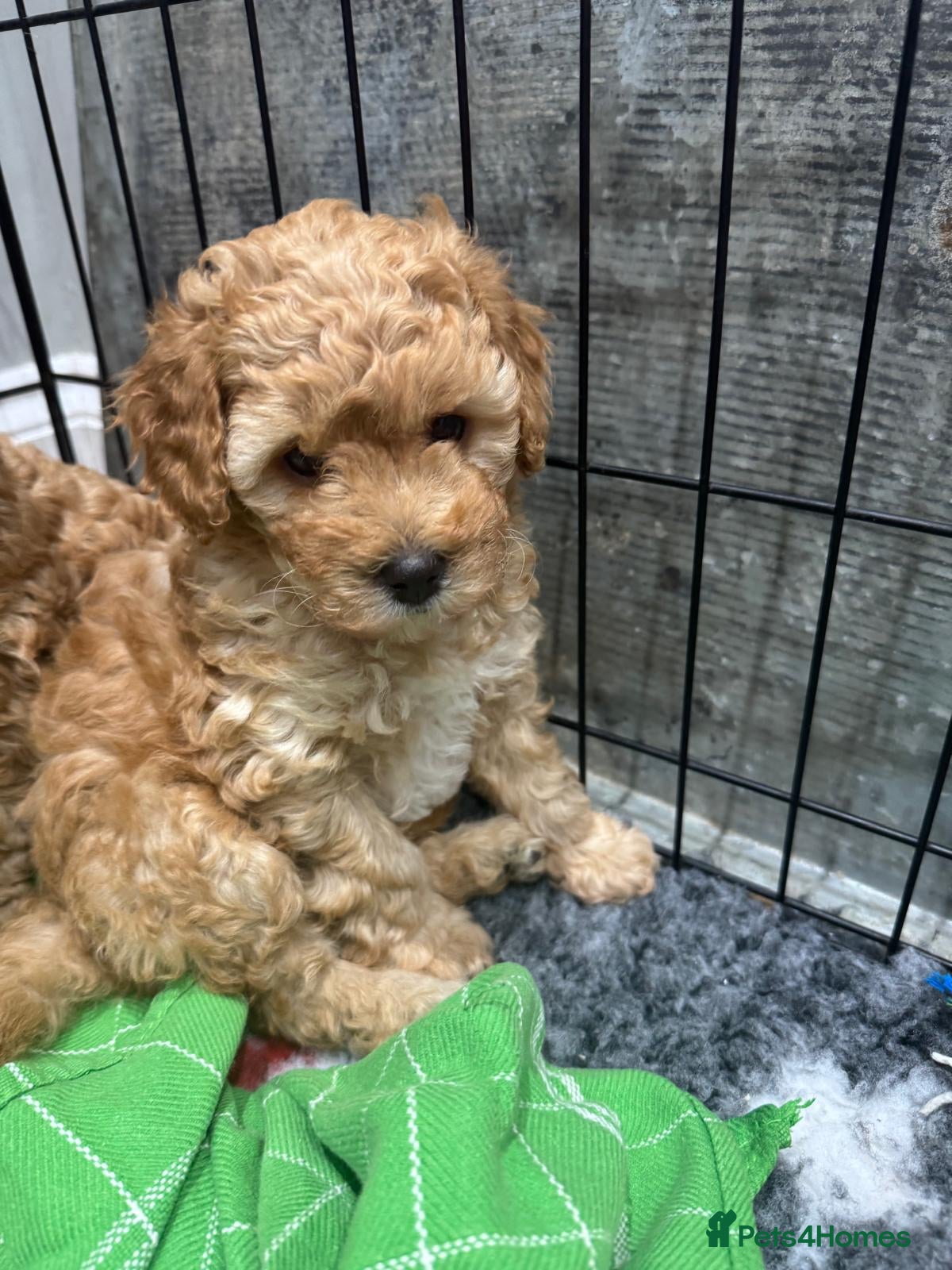 Cavapoo dogs Two Gorgeous Cavapoo Boys from a family home  - Advert 2
