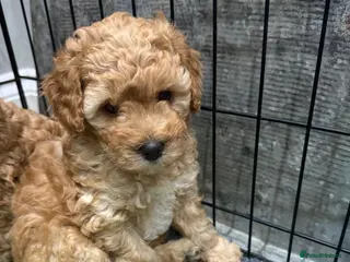 Cavapoo dogs Two Gorgeous Cavapoo Boys from a family home - Advert 2