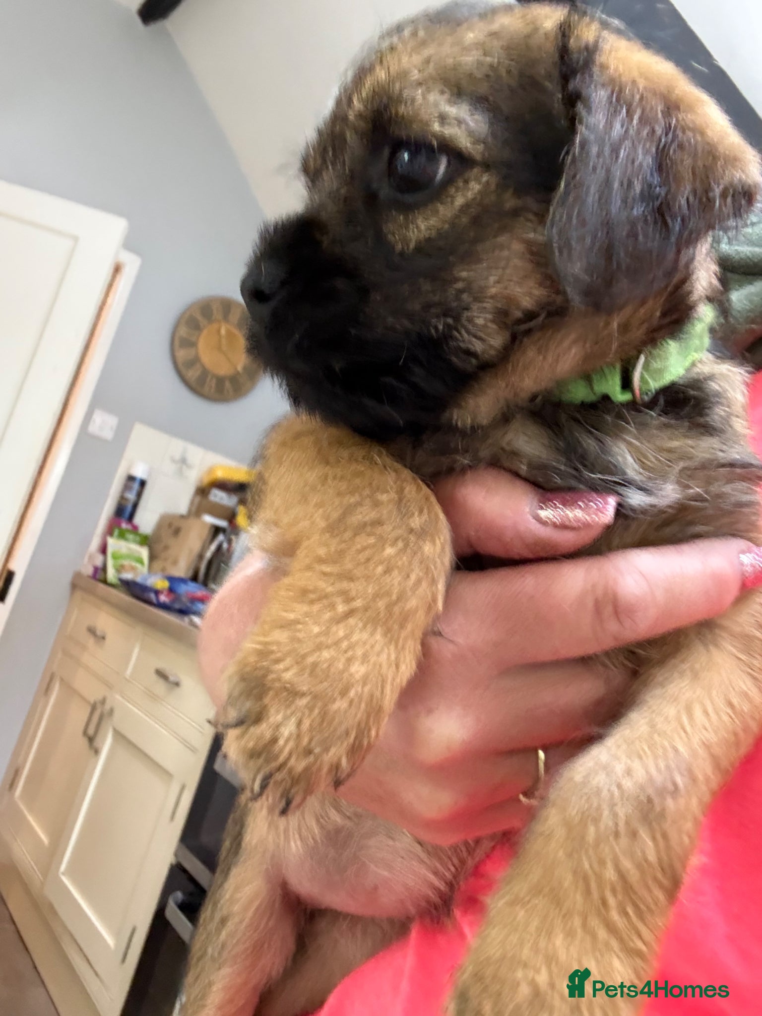 Border Terrier dogs KC Registered Border Terrier - Advert 2