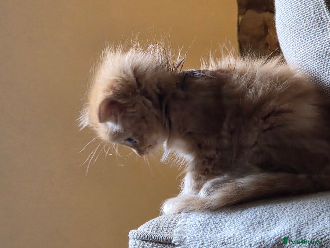 Maine Coon cats for sale: Fluffy ginger and cream maine coon cross kittens - Image 11