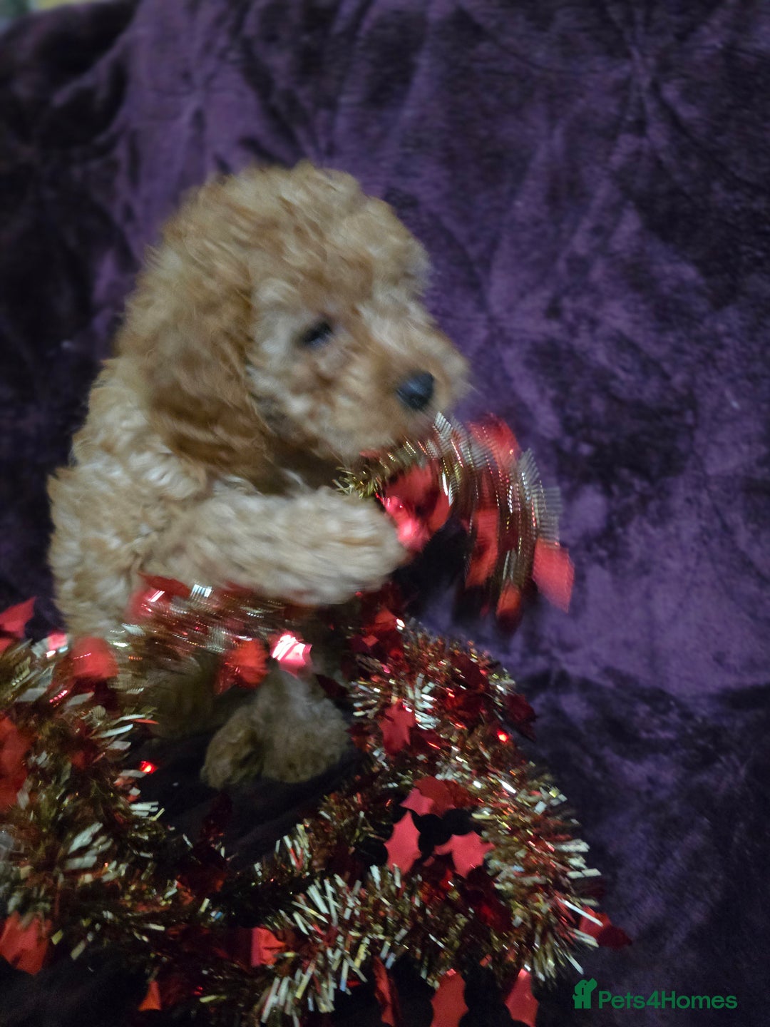 Cavapoo dogs for sale: For sale  - Advert 14