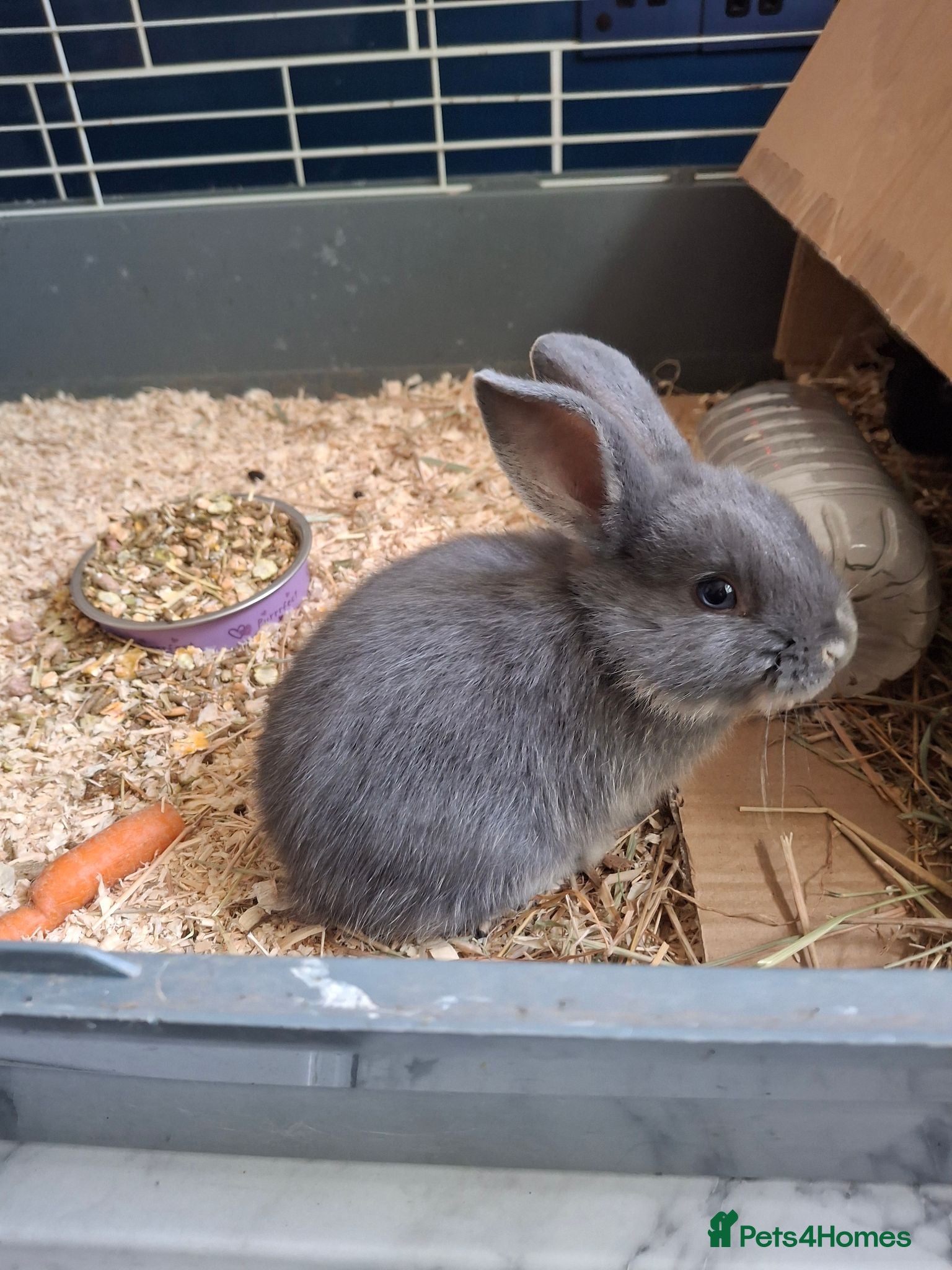 Dwarf Lop rabbits Dwarf lop x Rex buck lilac - Advert 7