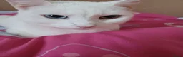 Mixed Breed cats for sale: Beautiful kittens - Advert 3