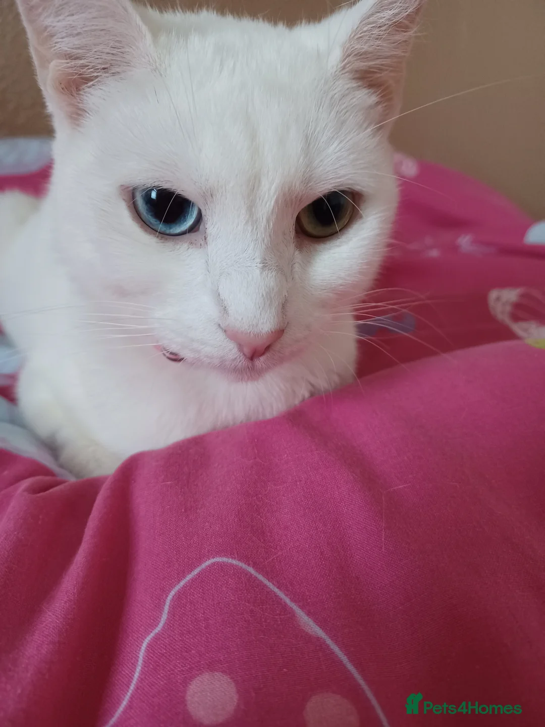Mixed Breed cats for sale: Beautiful kittens - Advert 3