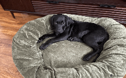 Labrador Retriever dogs for sale: Adorable Labrador Puppy-Healthy & Well-Cared-For - Image 8