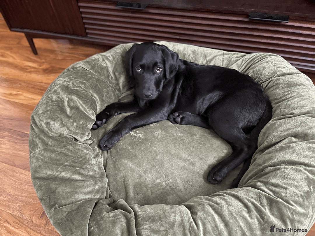 Labrador Retriever dogs for sale: Adorable Labrador Puppy-Healthy & Well-Cared-For - Image 8
