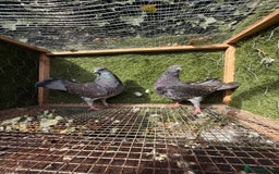 Pigeons birds for sale: Syrian pigeons for sale - Image 12