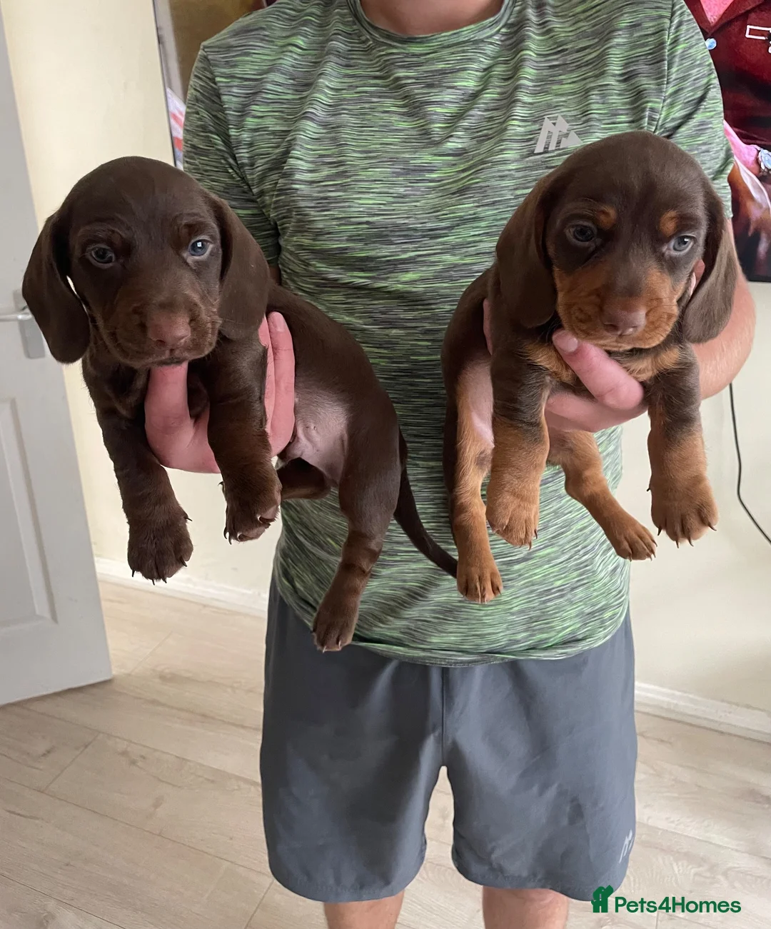 Mixed Breed dogs for sale: Miniature daschaund x cocker spaniel - Advert 1