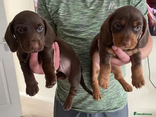 Mixed Breed dogs Miniature daschaund x cocker spaniel - Advert 4