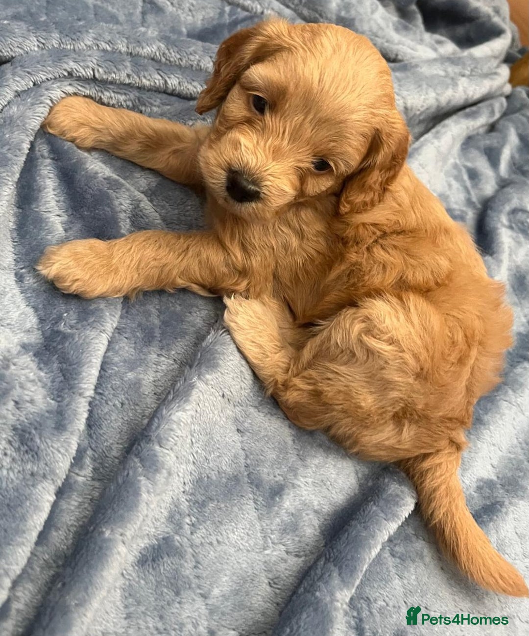 Cockapoo dogs for sale: Beautiful litter of cockapoos - Image 26