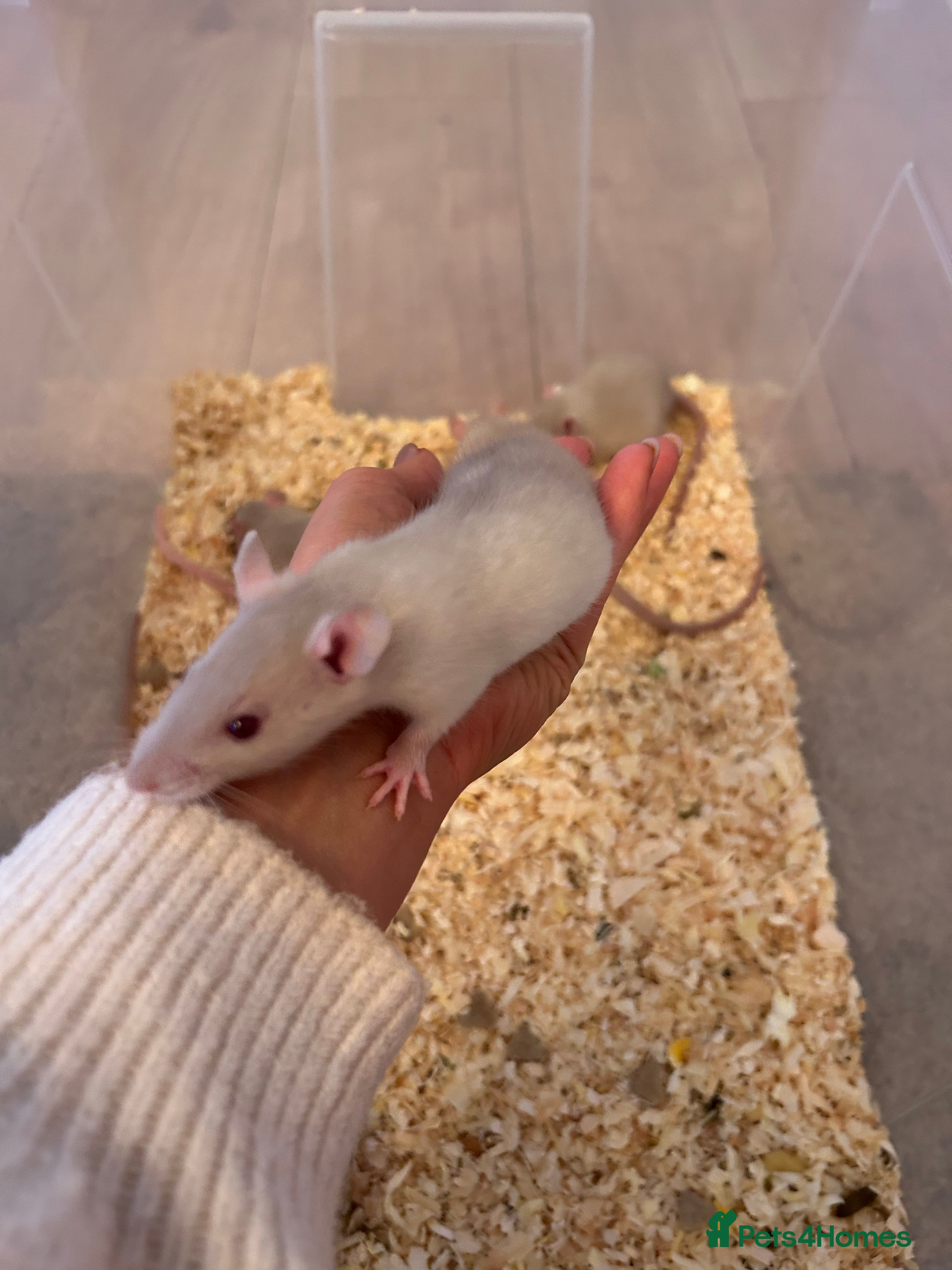 Rat rodents Ready now Beautiful Baby rats 4 girls 8 boys left  - Advert 15