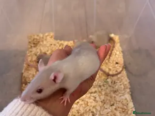 Rat rodents Ready now Beautiful Baby rats 4 girls 8 boys left - Advert 15