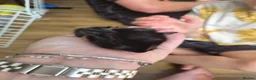Guinea Pig rodents for sale: New baby piggies  - Advert 4