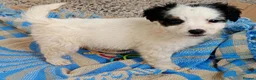 Jack Russell dogs for sale: Jack russell puppies ready now  in Badminton - Advert 16