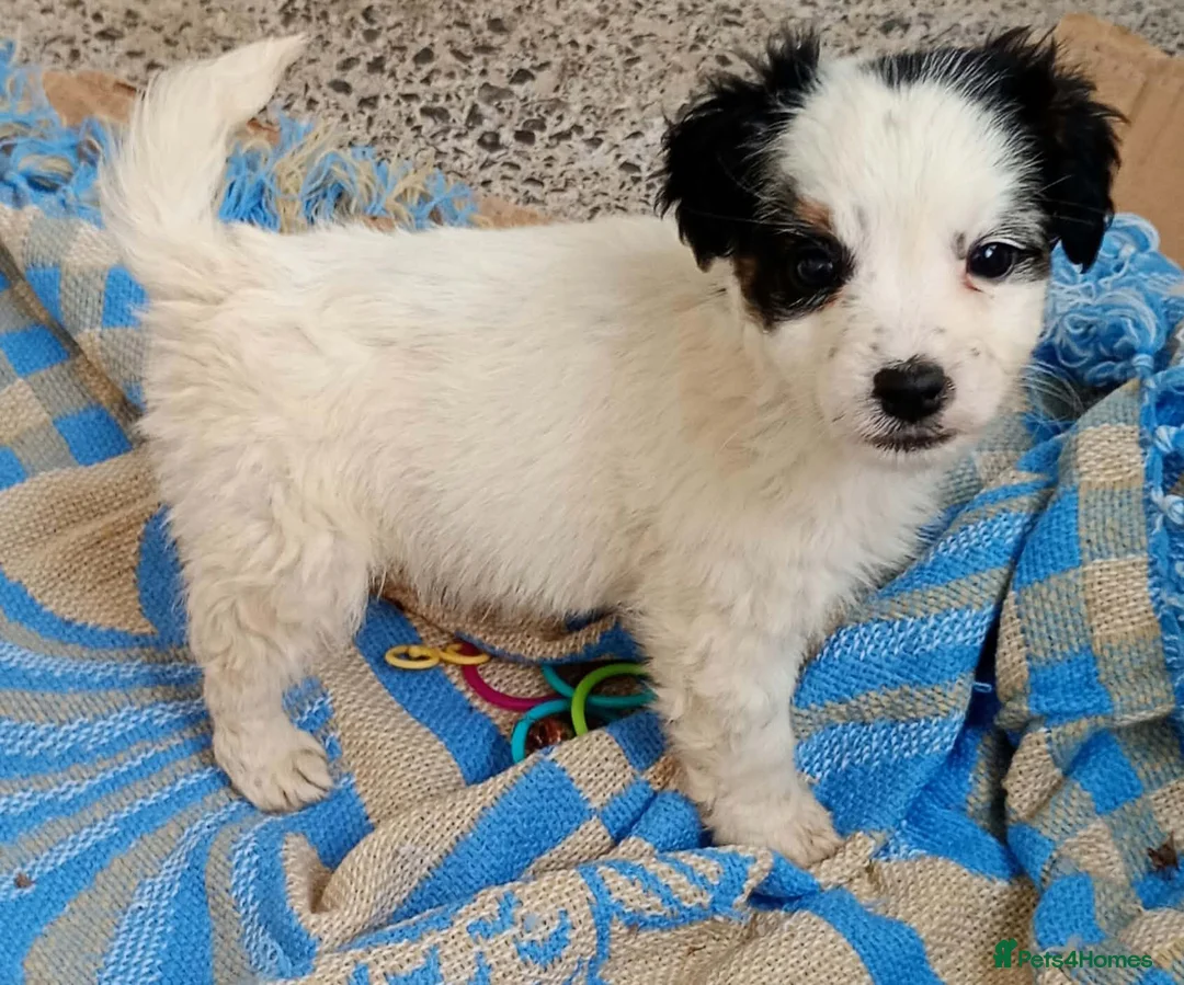 Jack Russell dogs for sale: Jack russell puppies ready now  in Badminton - Advert 16
