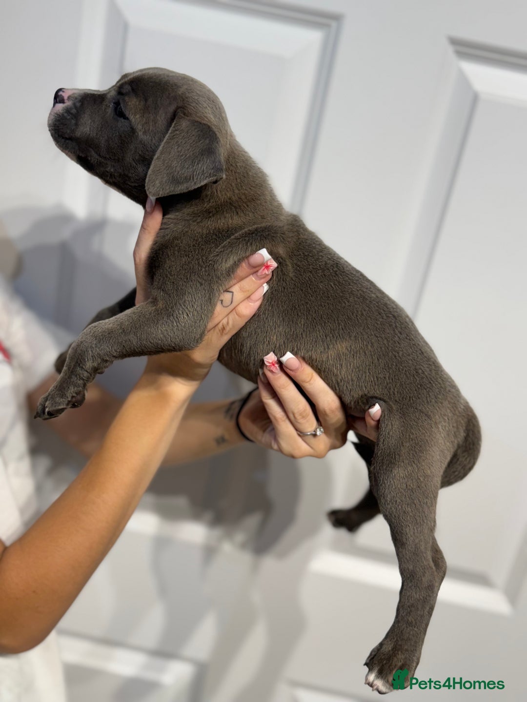 Staffordshire Bull Terrier dogs for sale: Blue Staffordshire bull terrier  - Image 8