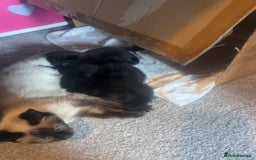 Siamese cats for sale: 3x Beautiful Siamese crossed tabby kittens  - Image 9