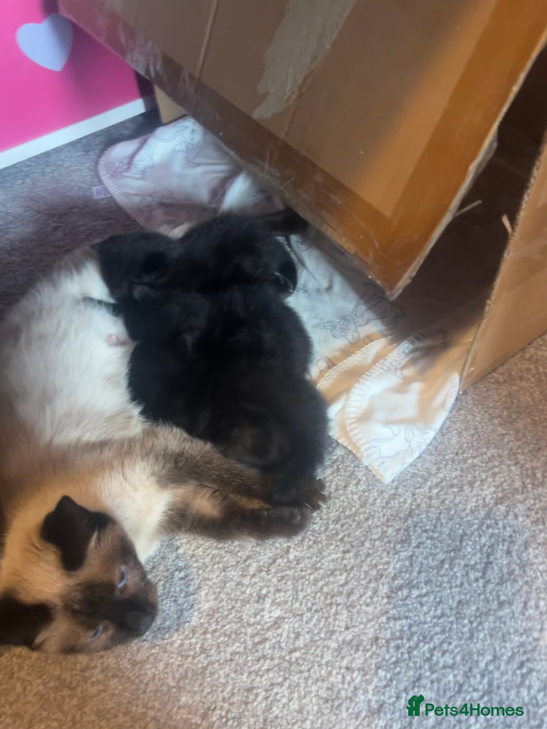 Siamese cats for sale: 3x Beautiful Siamese crossed tabby kittens  - Image 9