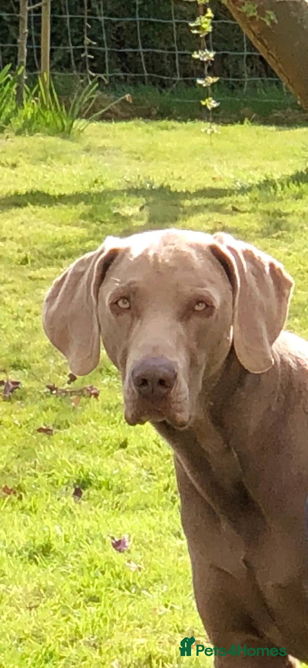 Weimaraner dogs for stud: Words of Wisdom in Bedford - Advert 3