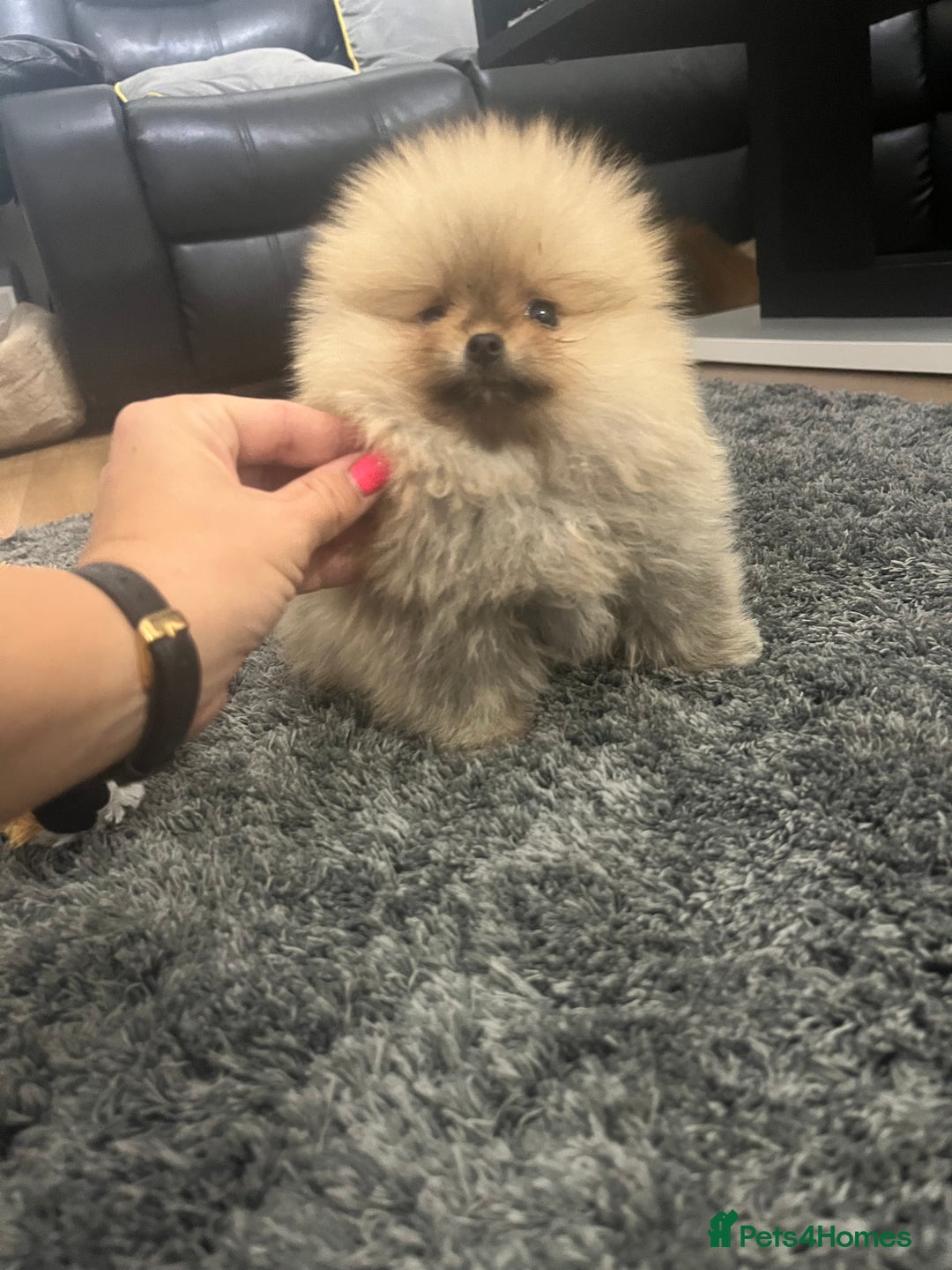 Pomeranian dogs for sale: 🔥Very Tiny(450gr)🧸Top Quality 💎 - Advert 16