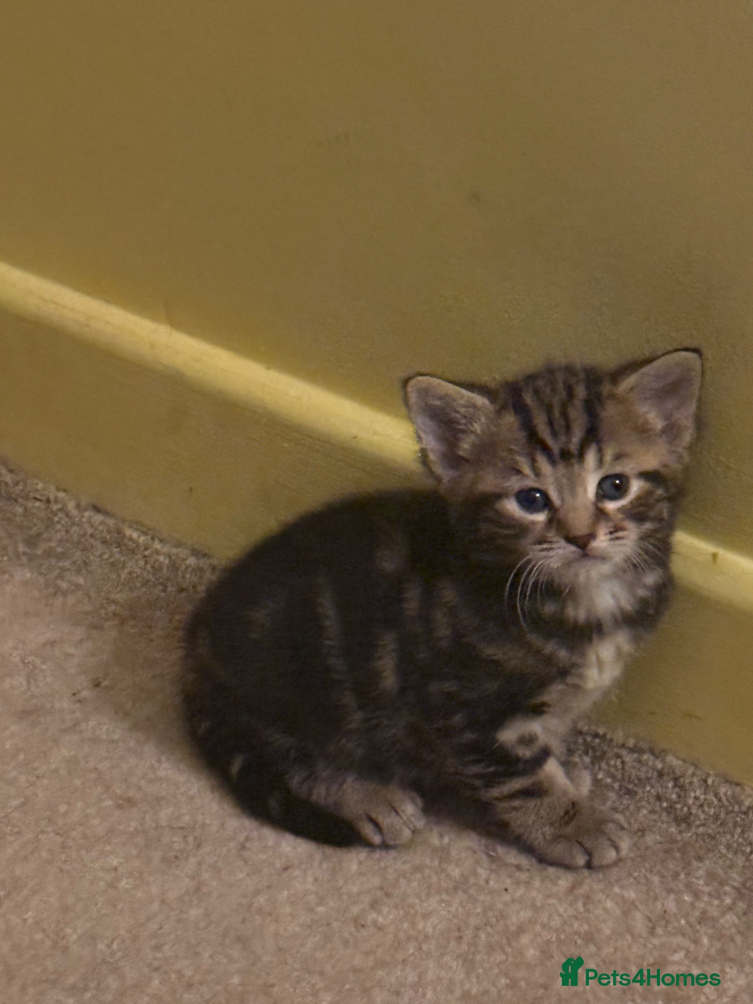Mixed Breed cats for sale: 3 beautiful kittens  - Advert 1