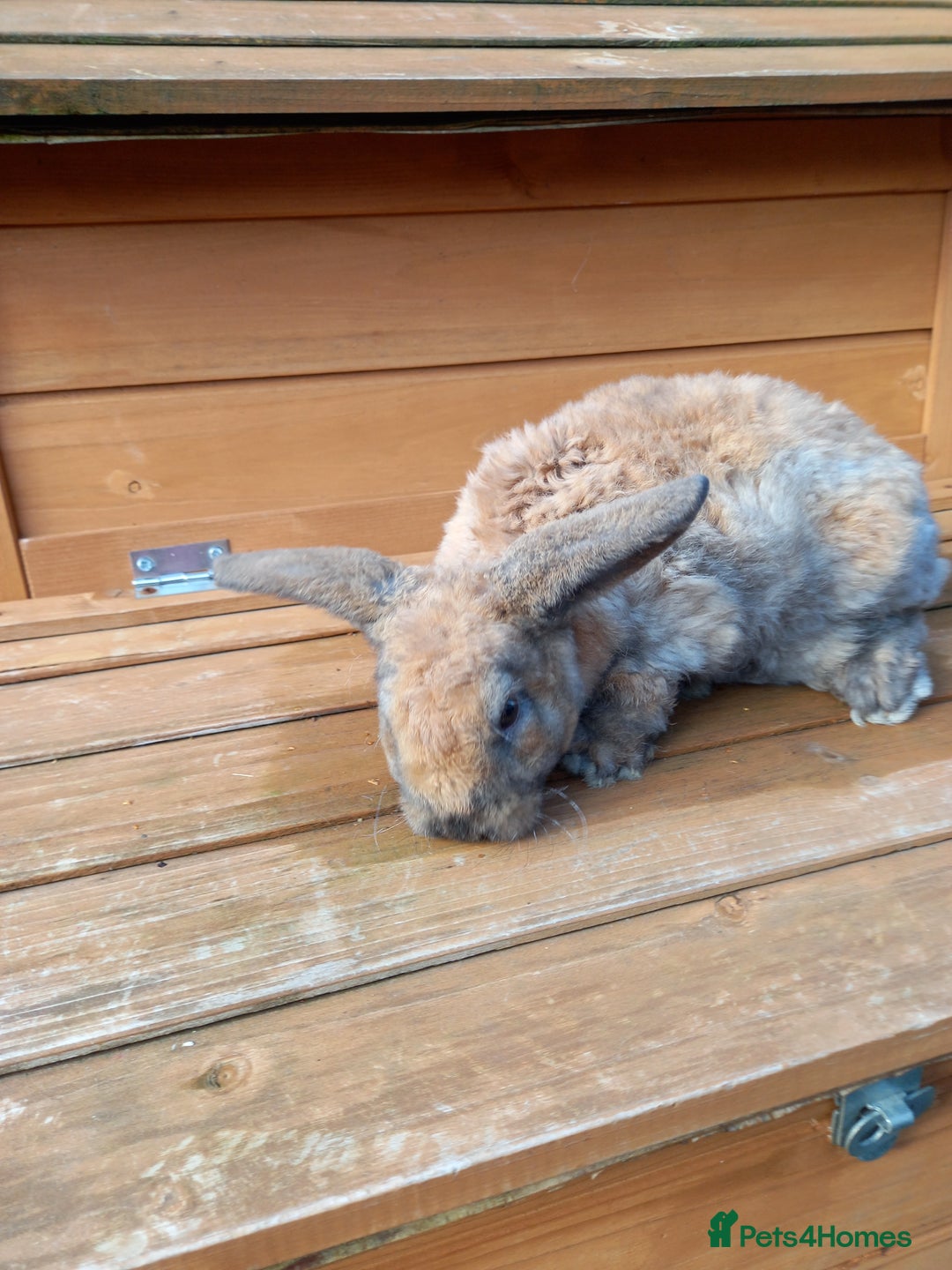 Mini Lop rabbits for sale: Mini plush lops - Image 7