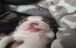 Boston Terrier dogs for sale: Boston Terrier pups - Image 18