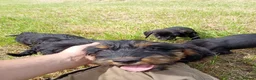 Mixed Breed dogs for sale: Beautiful litter of cockels  in Thirsk - Advert 13
