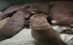 Springador dogs for sale: Two springador puppies - Image 16