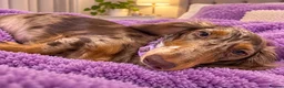 Miniature Dachshund dogs for sale: Long hair mini dachshunds  in Basildon - Advert 4