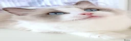 Ragdoll cats for sale: INDOOR FULL PEDIGREE 4 YEARS RAGDOLL FEMALE CAT - Advert 2