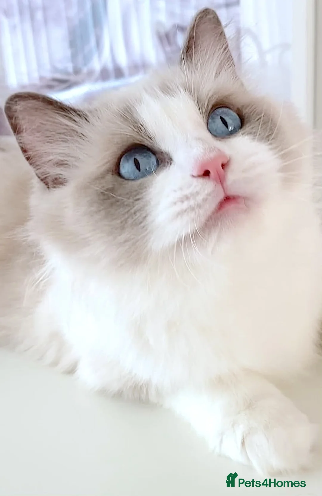 Ragdoll cats for sale: INDOOR FULL PEDIGREE 4 YEARS RAGDOLL FEMALE CAT - Advert 2
