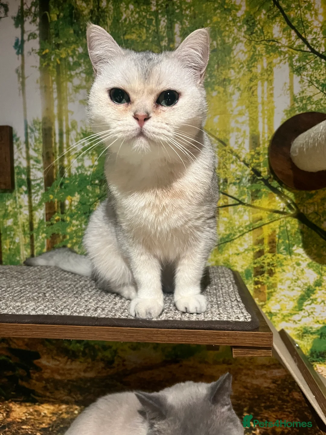 British Shorthair cats for sale: Beautiful Silver Tipped British Shorthair - Advert 3
