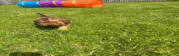Cockapoo dogs for sale: Beautiful F1 cockerpoo puppies  - Advert 5