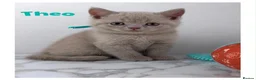 British Shorthair cats for sale: Champion bloodline BSH kittens  in Belvedere - Advert 5